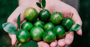 5 Reasons Why Calamansi Should Be Part of Your Daily Routine